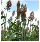 Biofuels from Sorghum