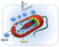 Turning Bacteria into Biofuel