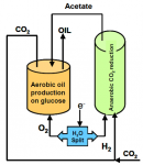 Natural Oil Production from Microorganisms