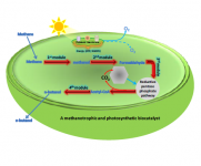 Sunlight-Assisted Methane Conversion