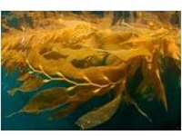 Biofuel Production from Kelp