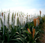 Genetically Enhanced Sorghum and Sugarcane